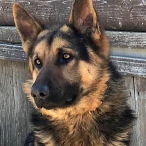 Meet your Posher, Wesley